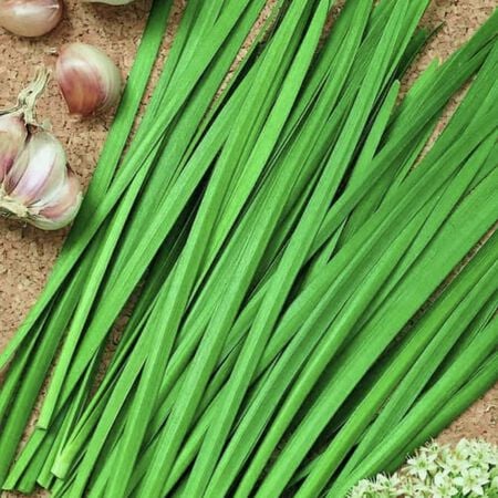 Garlic Geisha, Chive Seeds - Packet image number null